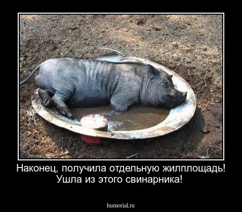 Наконец, получила отдельную жилплощадь! Ушла из этого свинарника!