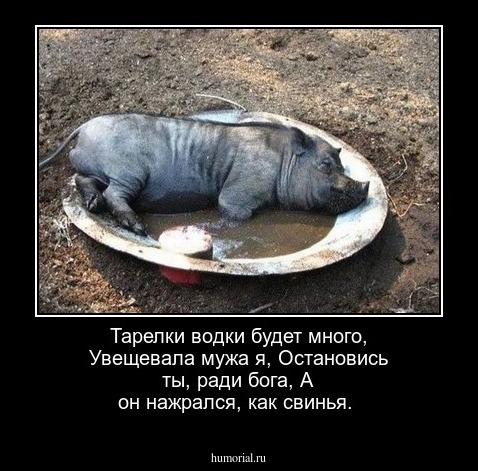 Тарелки водки будет много,
Увещевала мужа я,
Остановись ты, ради бога,
А он нажрался, как свинья.