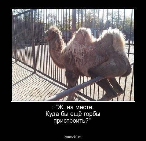 : "Ж. на месте. Куда бы ещё горбы пристроить?"