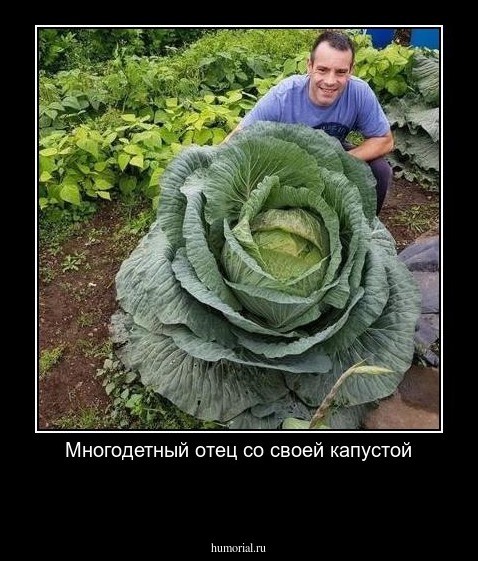 Многодетный отец со своей капустой

