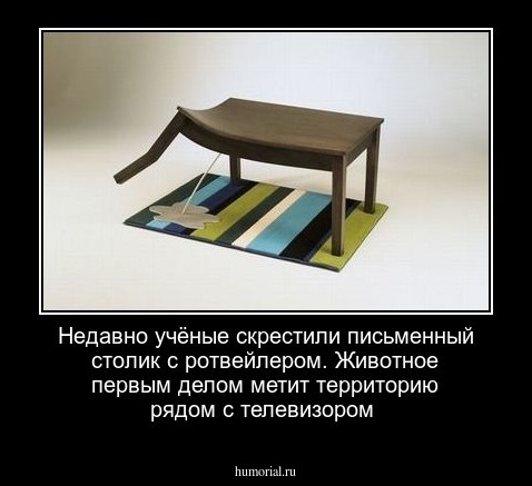 Недавно учёные скрестили письменный столик с ротвейлером. Животное первым делом метит территорию рядом с телевизором