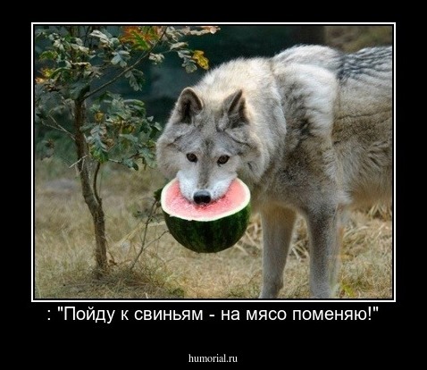  : "Пойду к свиньям - на мясо поменяю!"