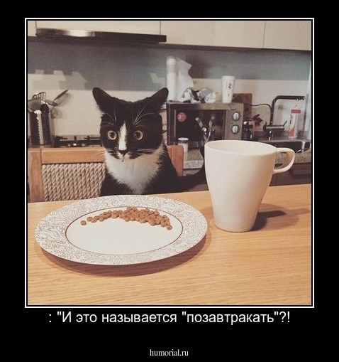  : "И это называется "позавтракать"?!