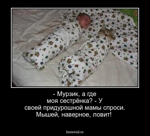 - Мурзик, а  где моя сестрёнка? - У  своей  придурошной мамы спроси. Мышей, наверное, ловит!