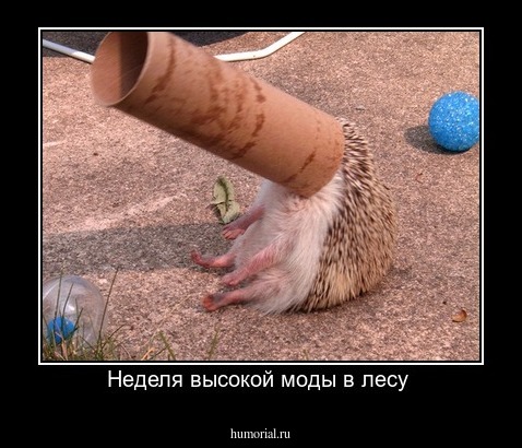 Неделя высокой моды в лесу 