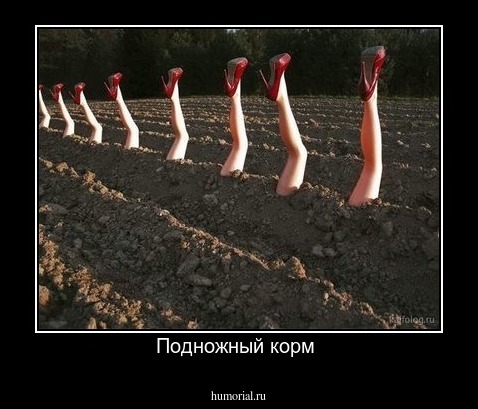  Подножный корм 