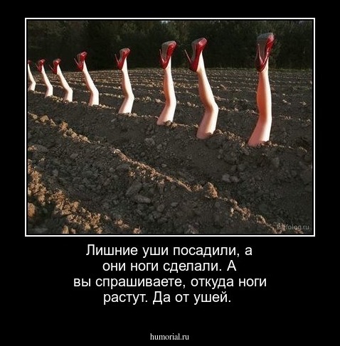 Лишние уши посадили, а они ноги сделали. А вы спрашиваете, откуда ноги растут. Да от ушей.