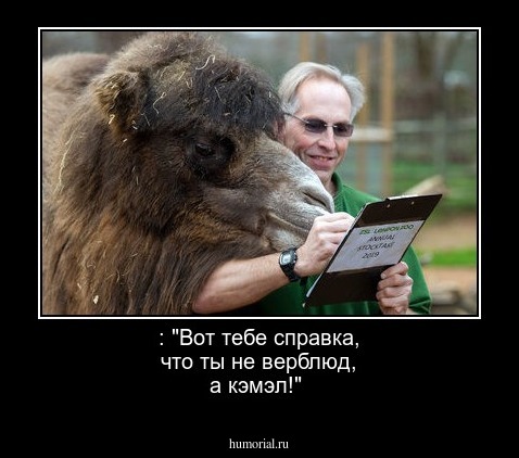  : "Вот тебе справка, что ты не верблюд, а кэмэл!"