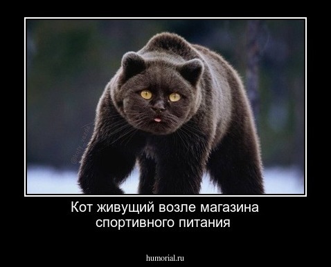 Кот живущий возле магазина спортивного питания