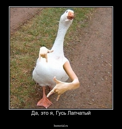 Да, это я, Гусь Лапчатый