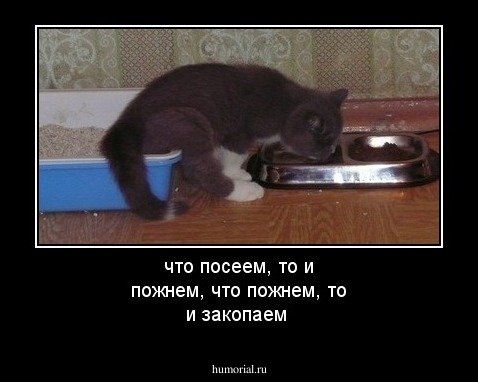 что посеем, то и пожнем, что пожнем, то и закопаем
