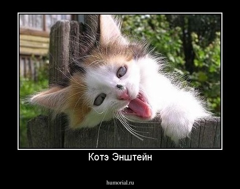 Котэ Энштейн