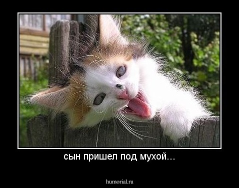 сын пришел под мухой...