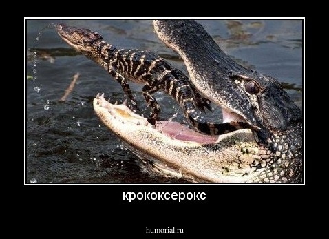 крококсерокс