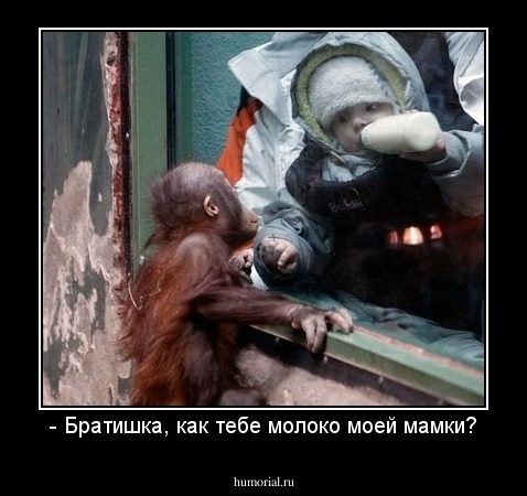 - Братишка, как тебе молоко моей мамки?