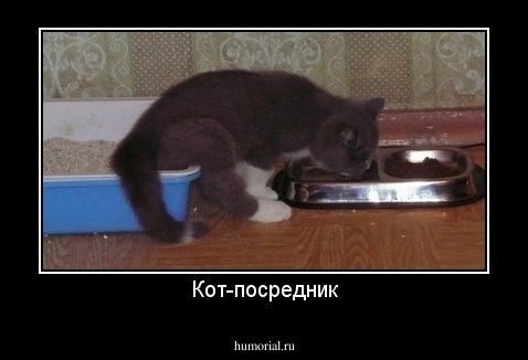 Кот-посредник