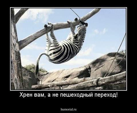 Хрен вам, а не пешеходный переход!