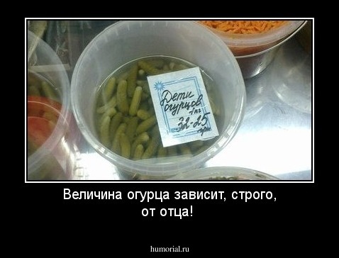 Величина огурца зависит, строго, от отца!