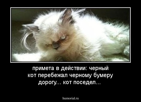 примета в действии: черный кот перебежал черному бумеру дорогу... кот поседел...