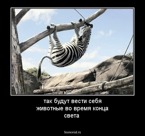 так будут вести себя животные во время конца света