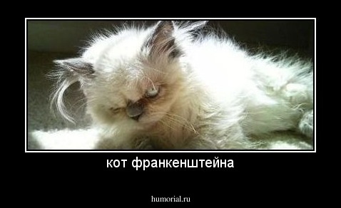 кот франкенштейна