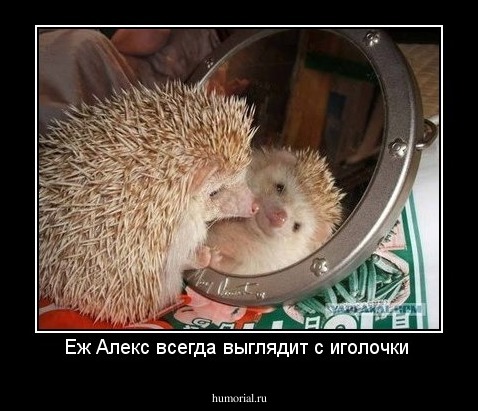Еж Алекс всегда выглядит с иголочки 