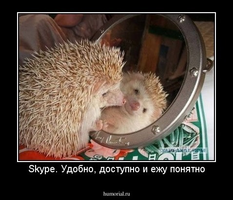 Skype. Удобно, доступно и ежу понятно