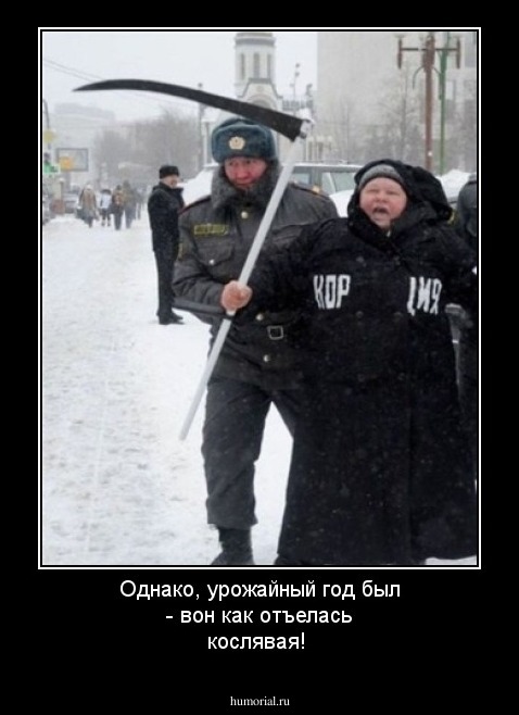 Однако, урожайный год был - вон как отъелась кослявая!
