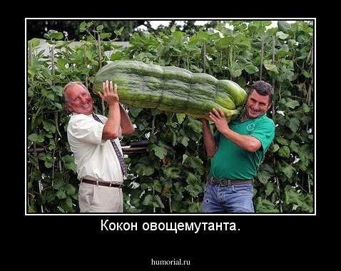 Кокон овощемутанта.