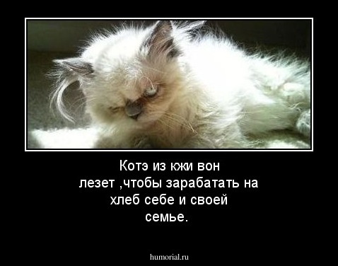 Котэ из кжи вон лезет ,чтобы зарабатать на хлеб себе и своей семье.