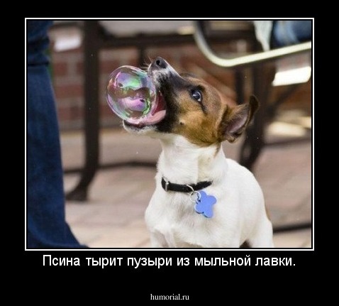 Псина тырит пузыри из мыльной лавки.