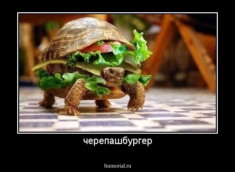 черепашбургер