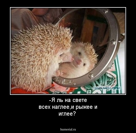 -Я ль на свете всех наглее,и рыжее и иглее?