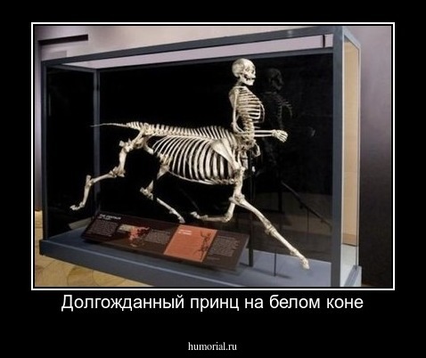 Долгожданный принц на белом коне