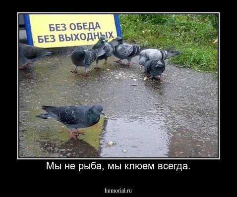 Мы не рыба, мы клюем всегда.
