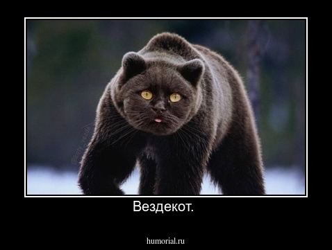Вездекот. 