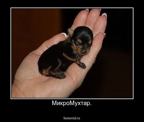  МикроМухтар.