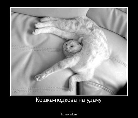 Кошка-подкова на удачу