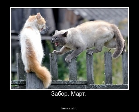 Забор. Март. 