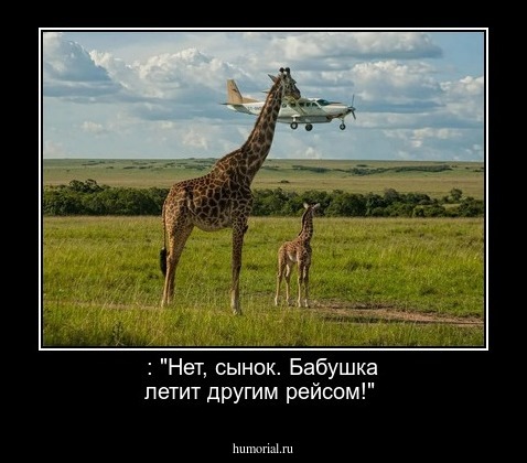  : "Нет, сынок. Бабушка летит другим рейсом!"