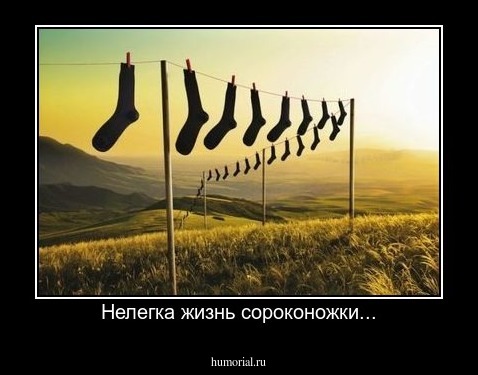 Нелегка жизнь сороконожки...