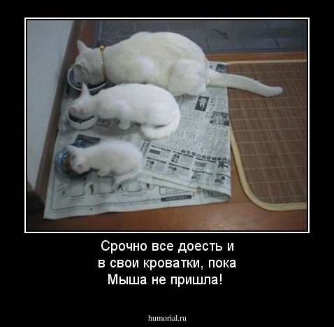 Срочно все доесть и в свои кроватки, пока Мыша не пришла!