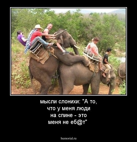 мысли слонихи: "А то, что у меня люди на спине - это меня не еб@т"