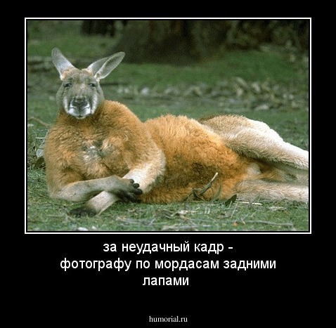 за неудачный кадр - фотографу по мордасам задними лапами