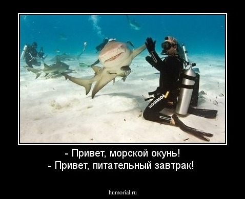 - Привет, морской окунь! - Привет, питательный завтрак!