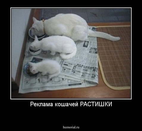 Реклама кошачей РАСТИШКИ
