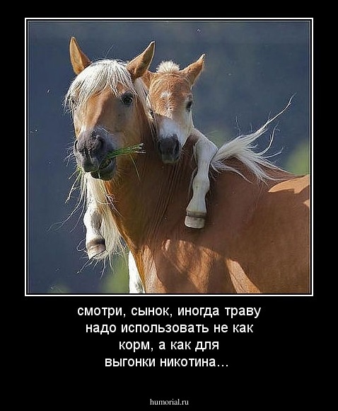 смотри, сынок, иногда траву надо использовать не как корм, а как для выгонки никотина...