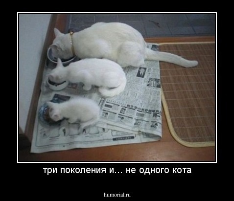 три поколения и... не одного кота