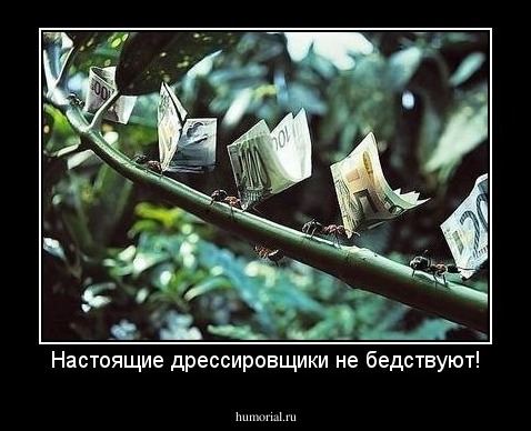 Настоящие дрессировщики не бедствуют!