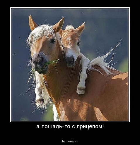 а лошадь-то с прицепом!